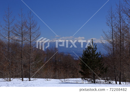 The Central Alps with snow makeup that can be seen through the trees 72208482