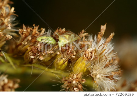 Creatures Insects Usmon Midori Kasumi turtle, Seitaka Awadachisou that has begun to die, adults and larvae eat together? 72209189