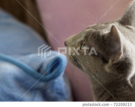 Profile of a blue blanket and a Russian blue kitten 72209213