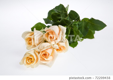 Still Life With Pink Roses Still Life With Pink Roses 72209438