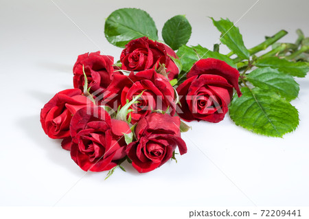 Still Life With Roses Still Life With Roses 72209441