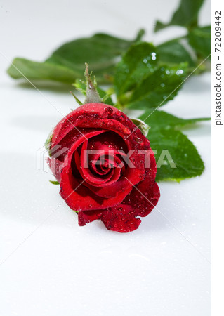 Single Red Rose With Drops 72209442