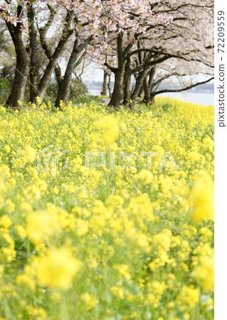 鳥取四季漫步春天青島 鳥取四季漫步春天青島 72209559