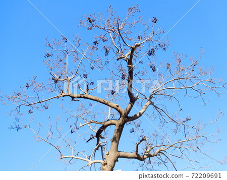 Paulownia fruit in the blue sky background 72209691