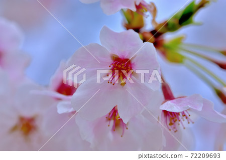 盛開的櫻花,染井吉野 盛開的櫻花,染井吉野 72209693