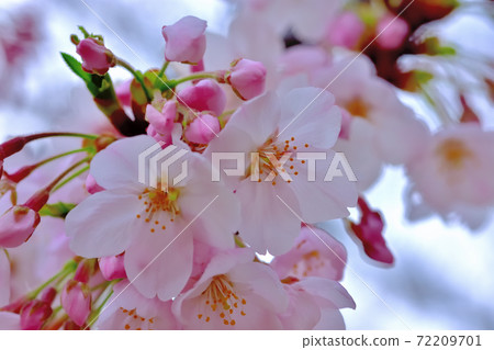 Cherry blossoms in full bloom, Yoshino cherry tree Cherry blossoms in full bloom, Yoshino cherry tree 72209701