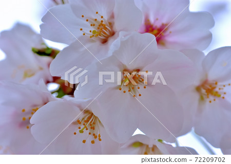 Cherry blossoms in full bloom, Yoshino cherry tree Cherry blossoms in full bloom, Yoshino cherry tree 72209702