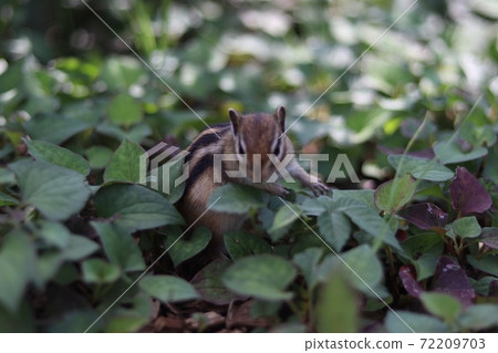 Squirrel to confirm Houttuynia cordata 72209703