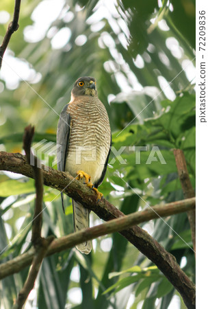 The Shikra is a small predatorial bird, perched and resting under the shade of the forest. The Shikra is a small predatorial bird, perched and resting under the shade of the forest. 72209836