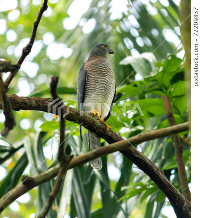 The Shikra is a small predatorial bird, perched and resting under the shade of the forest. The Shikra is a small predatorial bird, perched and resting under the shade of the forest. 72209837