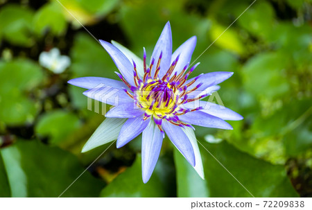 Blue Lotus flower rises above the water level and blooms in the morning, garden pond. Blue Lotus flower rises above the water level and blooms in the morning, garden pond. 72209838