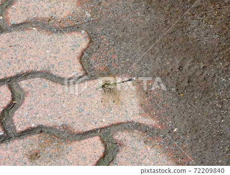 Orthetrum albisum female wheat wara dragonfly Orthetrum albisum female wheat wara dragonfly 72209840