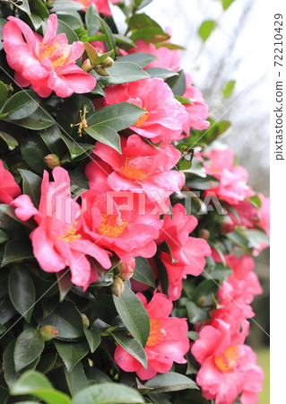 粉色山茶花 72210429
