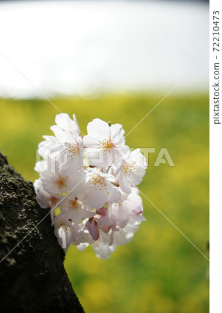 Tottori four seasons walk spring Qingdao 72210473