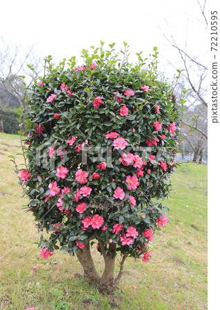 粉色山茶花 粉色山茶花 72210595