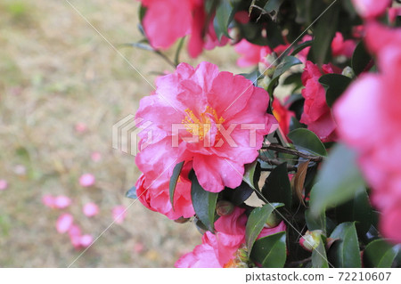 粉色山茶花 粉色山茶花 72210607