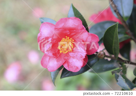 粉色山茶花 粉色山茶花 72210610