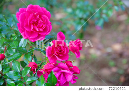 Pink Roses In Full Bloom Palmengarten Frankfurt Stock Photo Pink Roses In Full Bloom Palmengarten Frankfurt Stock Photo