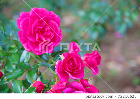 Pink Roses In Full Bloom Palmengarten Frankfurt Stock Photo Pink Roses In Full Bloom Palmengarten Frankfurt Stock Photo