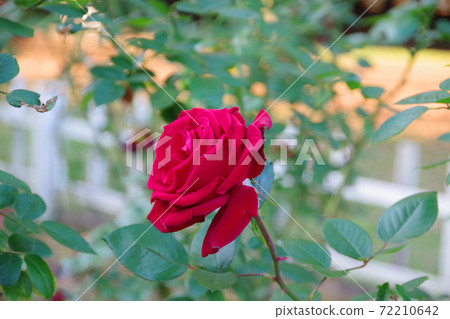 Red rose (Nadia) in full bloom 72210642