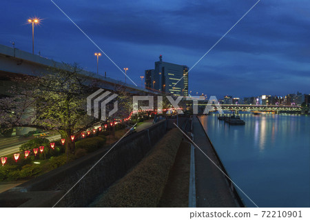 [Asakusa, Tokyo] Illuminated night view of cherry blossom viewing in Sumida Park 72210901