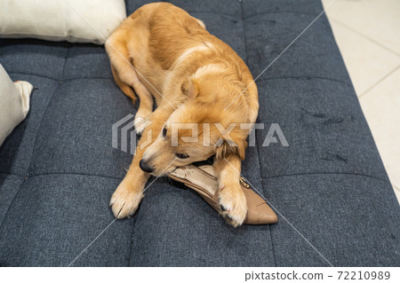 Naughty little golden retriever dog biting his owner's shoe Naughty little golden retriever dog biting his owner's shoe 72210989
