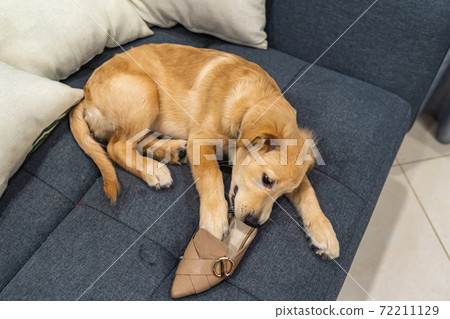 Fluffy golden puppy playing with a shoe on sofa bed 72211129