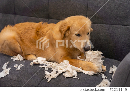 Cute golden retriever playing toilet paper on sofa Cute golden retriever playing toilet paper on sofa 72211149