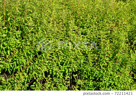Photographs of plants at the end of the spring flowering period 72211421