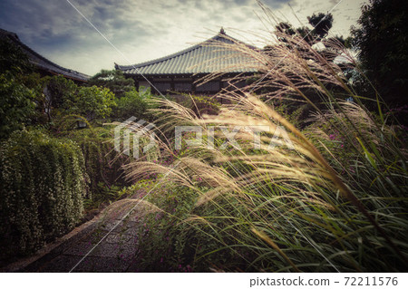 Beautiful precincts of Japanese pampas grass and Hagi flowers at Jorinji Temple in Kyoto 72211576