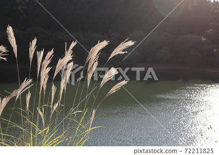 Japanese pampas grass and Kasagi dam Japanese pampas grass and Kasagi dam 72211825