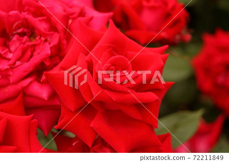 A rose named Uncle Walter that blooms in a flock 72211849