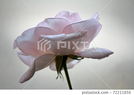 A rose named Royal Highness 72211850