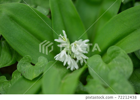 Swallow Mannen Blue 72212438