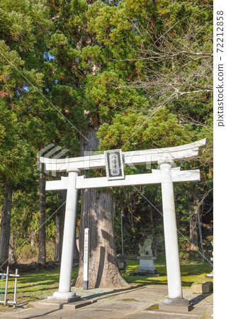杉樹，天然紀念物，秋田縣上野八man宮 72212858