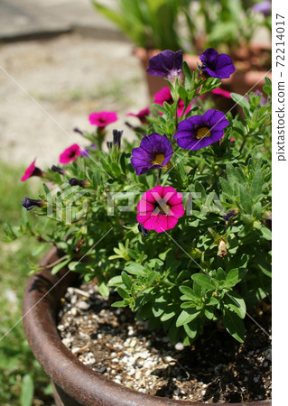 Tottori Four Seasons Walk Spring Flower 72214017