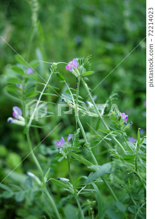 鳥取 四季漫步 春花 72214023