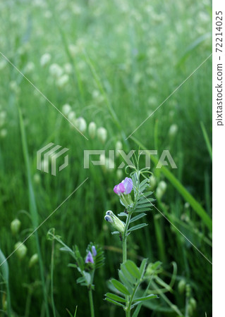 鳥取 四季漫步 春花 72214025