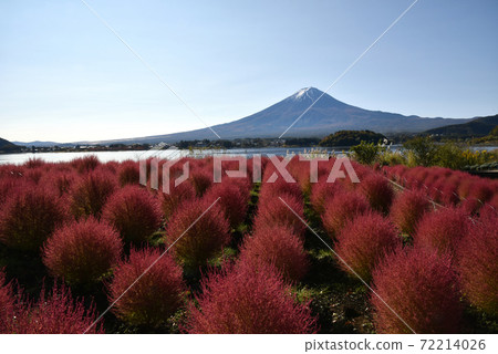 川口湖秋天的富士山 72214026