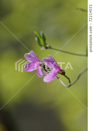 鳥取 四季漫步 春花 72214031
