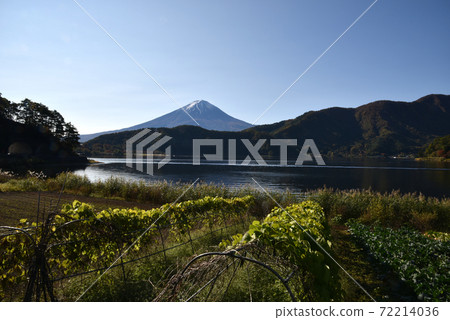 川口湖秋天的富士山 72214036