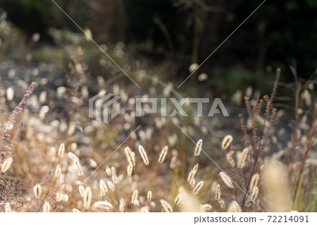 Scenery of the field in late autumn 72214091
