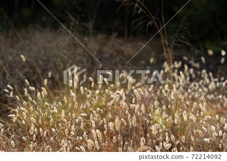 Scenery of the field in late autumn 72214092