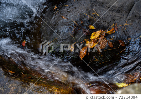 Fallen leaves sticking to the rocks of the mountain stream 72214094