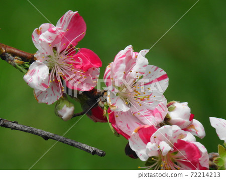 雙色花桃 72214213