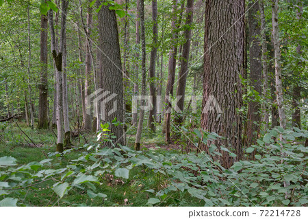 Deciduous tree stand in summer Deciduous tree stand in summer 72214728