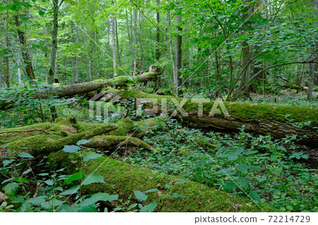 Broken old ash trees moss wrapped lying 72214729