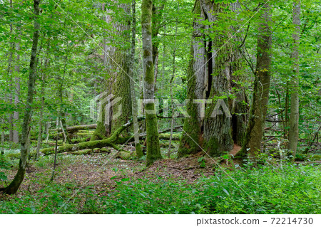 Old oak tree in summer 72214730