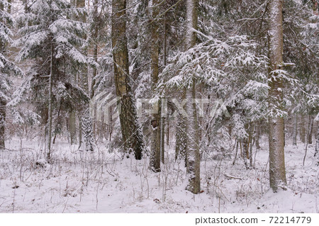 Wintertime landscape of snowy mixed tree stand 72214779