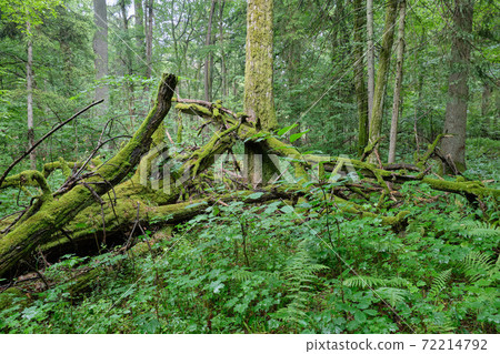 Oak tree broken branches lying 72214792